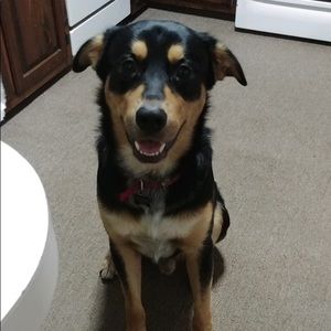 Meet your Posher, Bailey